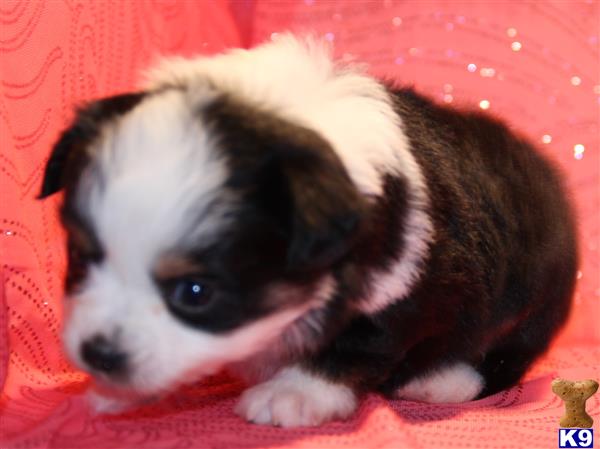 Miniature Australian Shepherd